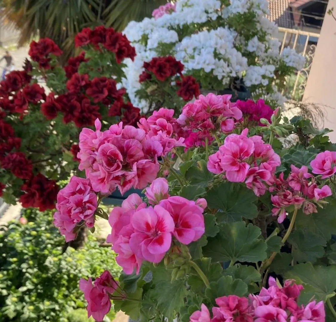 Blissful Hostel Shkodra